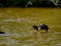 Somormujo lavanco - Podiceps cristatus - Cabussó emplomallat