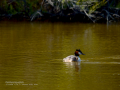 Somormujo lavanco - Podiceps cristatus - Cabussó emplomallat