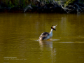 Somormujo lavanco - Podiceps cristatus - Cabussó emplomallat