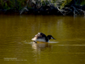 Somormujo lavanco - Podiceps cristatus - Cabussó emplomallat