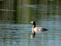 Somormujo lavanco - Podiceps cristatus - Cabussó emplomallat