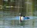 Somormujo lavanco - Podiceps cristatus - Cabussó emplomallat