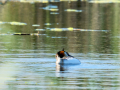 Somormujo lavanco - Podiceps cristatus - Cabussó emplomallat