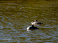 Somormujo lavanco - Podiceps cristatus - Cabussó emplomallat