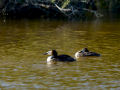 Somormujo lavanco - Podiceps cristatus - Cabussó emplomallat