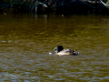 Somormujo lavanco - Podiceps cristatus - Cabussó emplomallat
