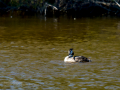 Somormujo lavanco - Podiceps cristatus - Cabussó emplomallat
