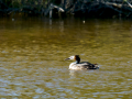 Somormujo lavanco - Podiceps cristatus - Cabussó emplomallat