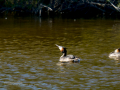 Somormujo lavanco - Podiceps cristatus - Cabussó emplomallat