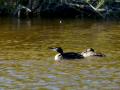 Somormujo lavanco - Podiceps cristatus - Cabussó emplomallat