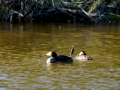 Somormujo lavanco - Podiceps cristatus - Cabussó emplomallat
