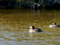 Somormujo lavanco - Podiceps cristatus - Cabussó emplomallat