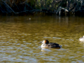 Somormujo lavanco - Podiceps cristatus - Cabussó emplomallat