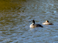 Somormujo lavanco - Podiceps cristatus - Cabussó emplomallat