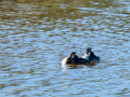 Somormujo lavanco - Podiceps cristatus - Cabussó emplomallat