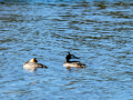 Somormujo lavanco - Podiceps cristatus - Cabussó emplomallat