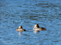 Somormujo lavanco - Podiceps cristatus - Cabussó emplomallat
