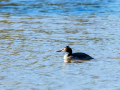 Somormujo lavanco - Podiceps cristatus - Cabussó emplomallat