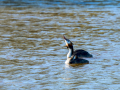 Somormujo lavanco - Podiceps cristatus - Cabussó emplomallat