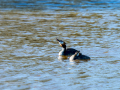 Somormujo lavanco - Podiceps cristatus - Cabussó emplomallat