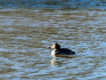 Somormujo lavanco - Podiceps cristatus - Cabussó emplomallat