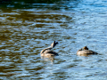 Somormujo lavanco - Podiceps cristatus - Cabussó emplomallat