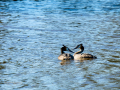 Somormujo lavanco - Podiceps cristatus - Cabussó emplomallat