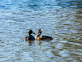 Somormujo lavanco - Podiceps cristatus - Cabussó emplomallat