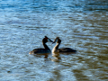 Somormujo lavanco - Podiceps cristatus - Cabussó emplomallat
