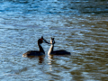 Somormujo lavanco - Podiceps cristatus - Cabussó emplomallat