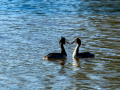 Somormujo lavanco - Podiceps cristatus - Cabussó emplomallat