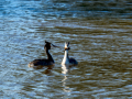Somormujo lavanco - Podiceps cristatus - Cabussó emplomallat