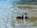 Somormujo lavanco - Podiceps cristatus - Cabussó emplomallat