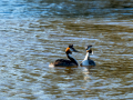 Somormujo lavanco - Podiceps cristatus - Cabussó emplomallat
