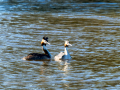 Somormujo lavanco - Podiceps cristatus - Cabussó emplomallat