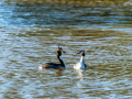 Somormujo lavanco - Podiceps cristatus - Cabussó emplomallat