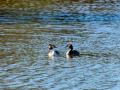 Somormujo lavanco - Podiceps cristatus - Cabussó emplomallat