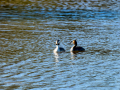 Somormujo lavanco - Podiceps cristatus - Cabussó emplomallat