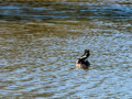 Somormujo lavanco - Podiceps cristatus - Cabussó emplomallat