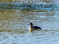 Somormujo lavanco - Podiceps cristatus - Cabussó emplomallat