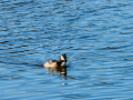 Somormujo lavanco - Podiceps cristatus - Cabussó emplomallat