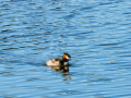 Somormujo lavanco - Podiceps cristatus - Cabussó emplomallat