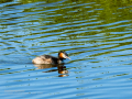 Somormujo lavanco - Podiceps cristatus - Cabussó emplomallat
