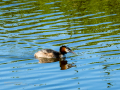 Somormujo lavanco - Podiceps cristatus - Cabussó emplomallat