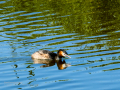 Somormujo lavanco - Podiceps cristatus - Cabussó emplomallat