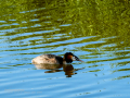 Somormujo lavanco - Podiceps cristatus - Cabussó emplomallat