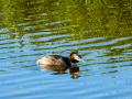 Somormujo lavanco - Podiceps cristatus - Cabussó emplomallat