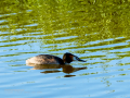Somormujo lavanco - Podiceps cristatus - Cabussó emplomallat