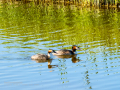 Somormujo lavanco - Podiceps cristatus - Cabussó emplomallat