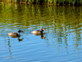 Somormujo lavanco - Podiceps cristatus - Cabussó emplomallat